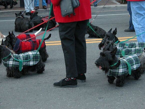 А в нашей деревне другой стандарт породы!