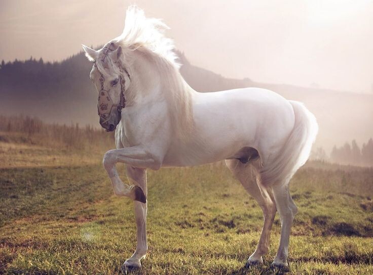 Белый конь