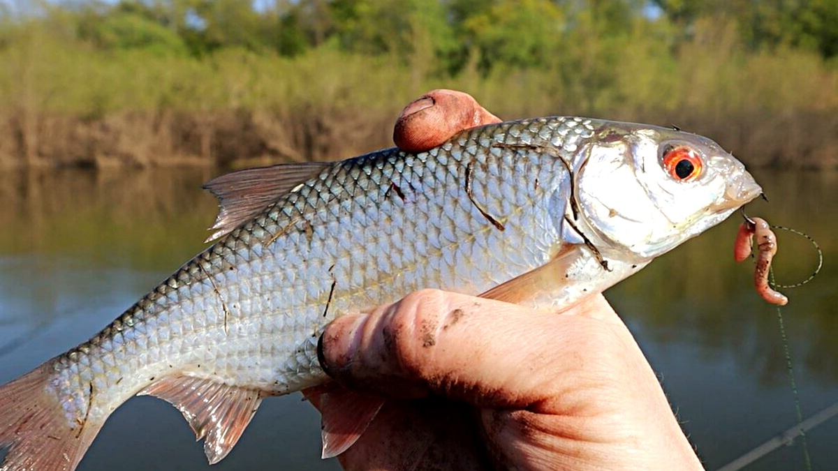 обработка червя ароматной растительной добавкой