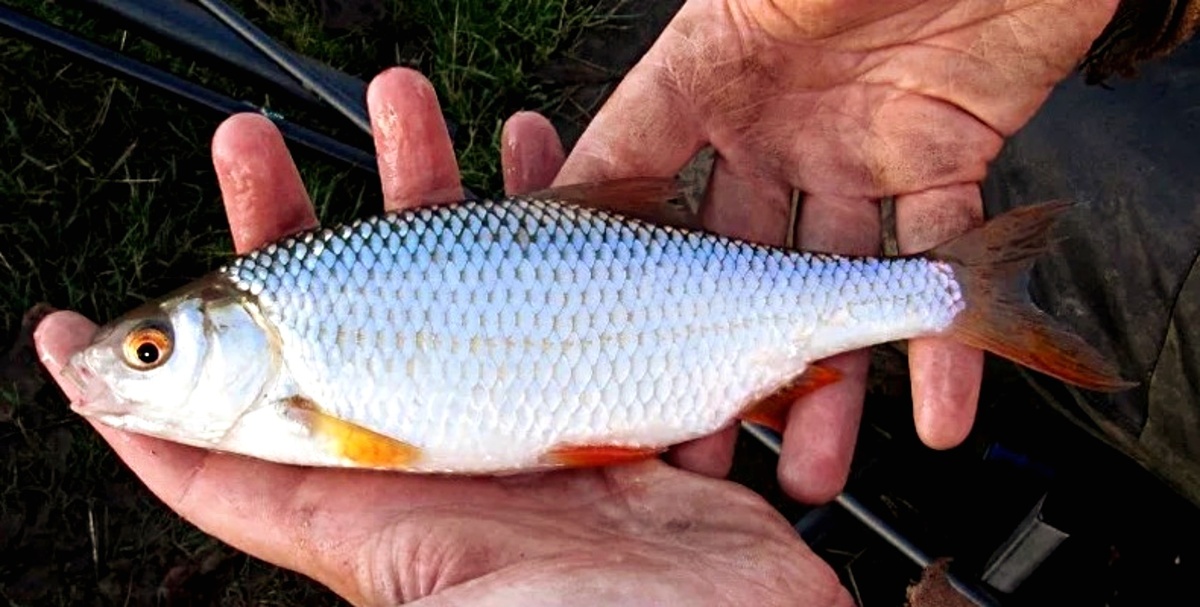 обработка червя ароматной растительной добавкой