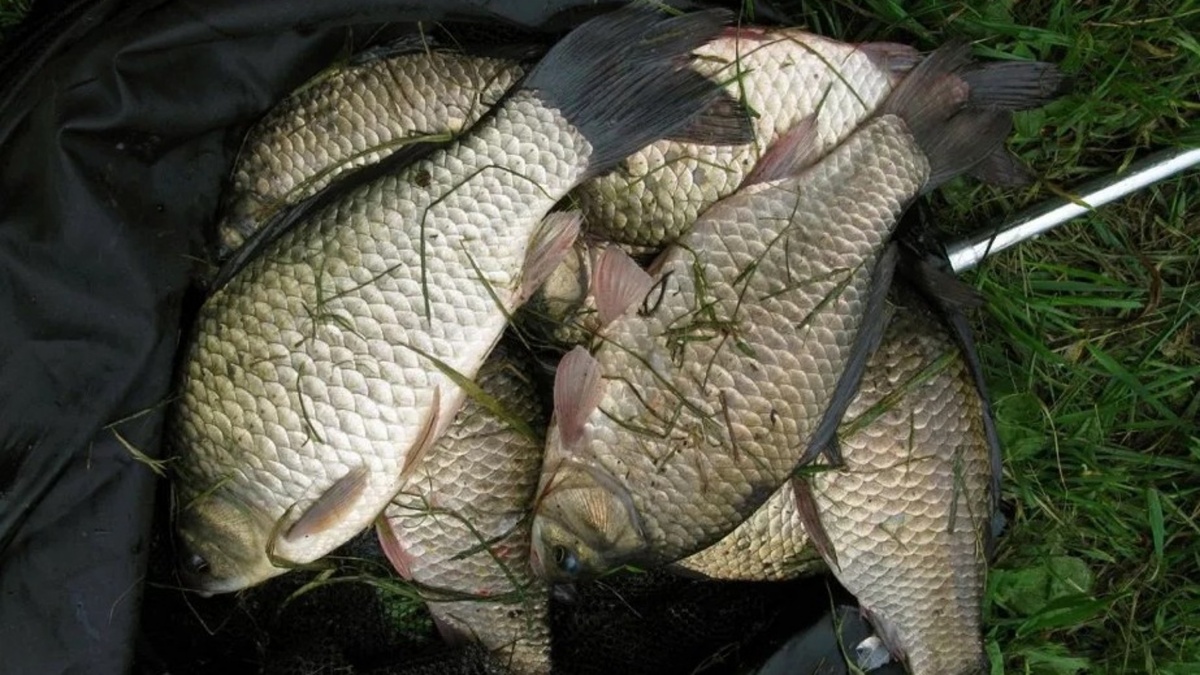 Лучшие места для ловли в августе