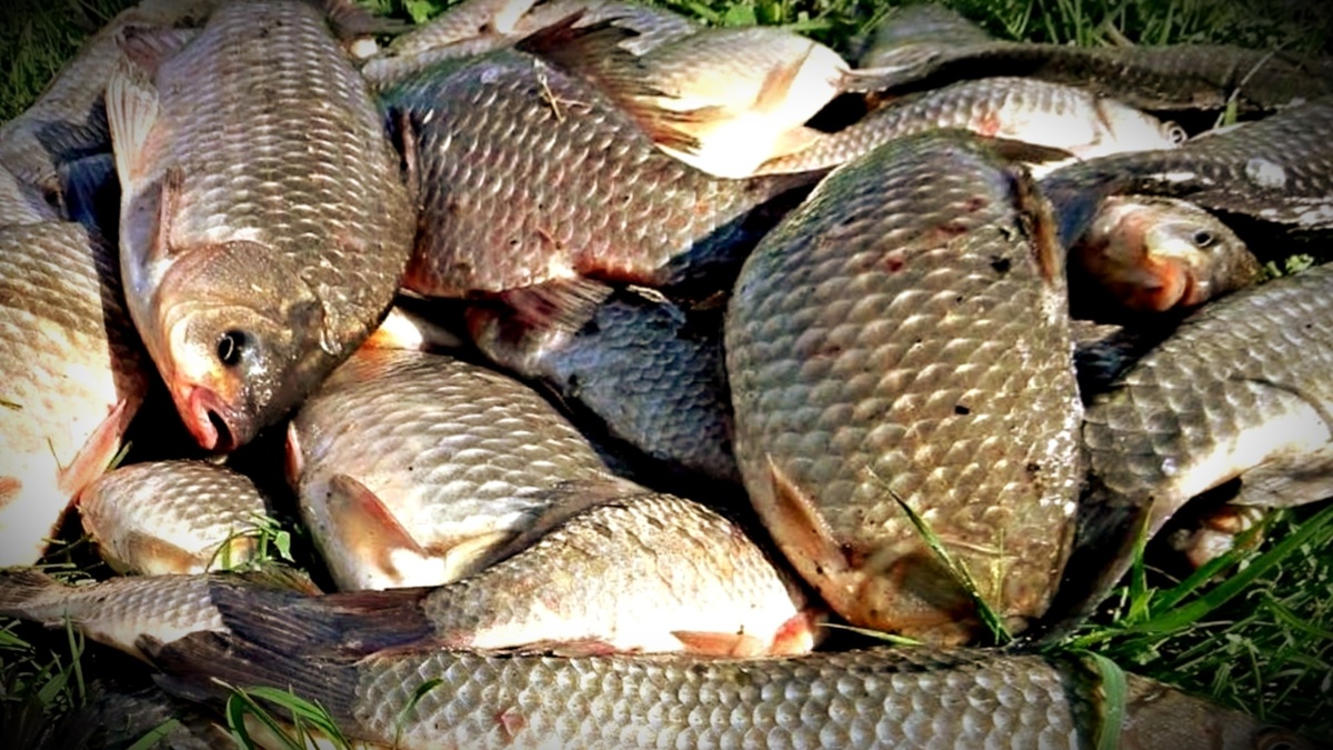 Лучшие места для ловли в августе