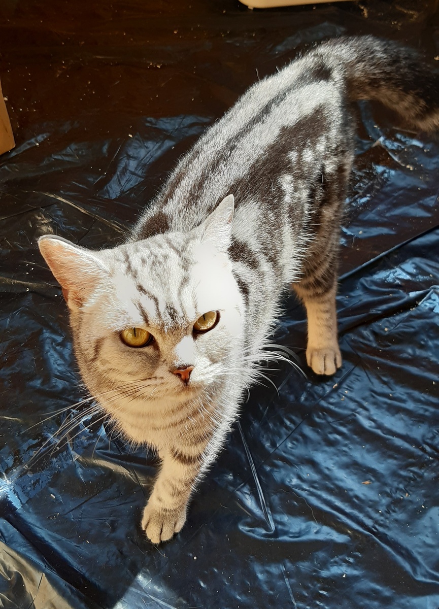 Коша встречает Ма с утра пораньше.