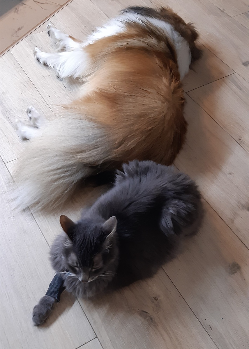 Максик и собакен Томми рядышком, как закадычные друзья.