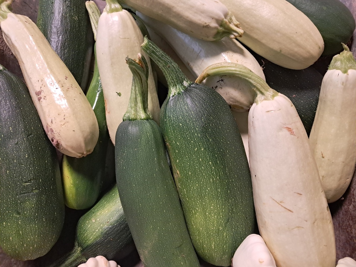 Кабачки за завтрак, обед и ужин