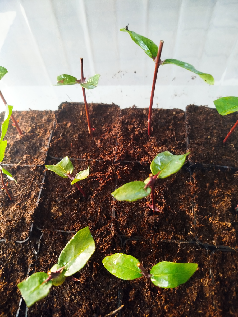 Сорт - Сильгинка.