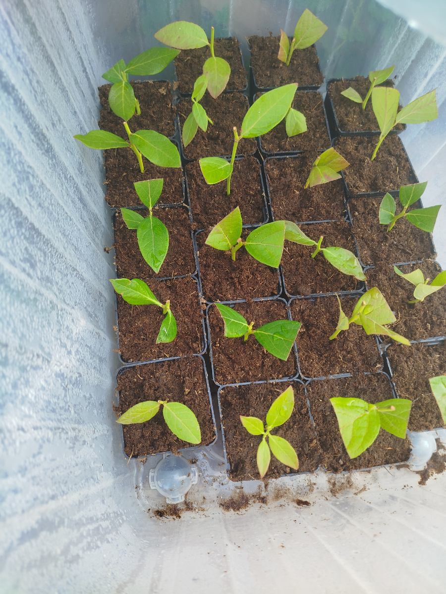 Сорт Патриот.