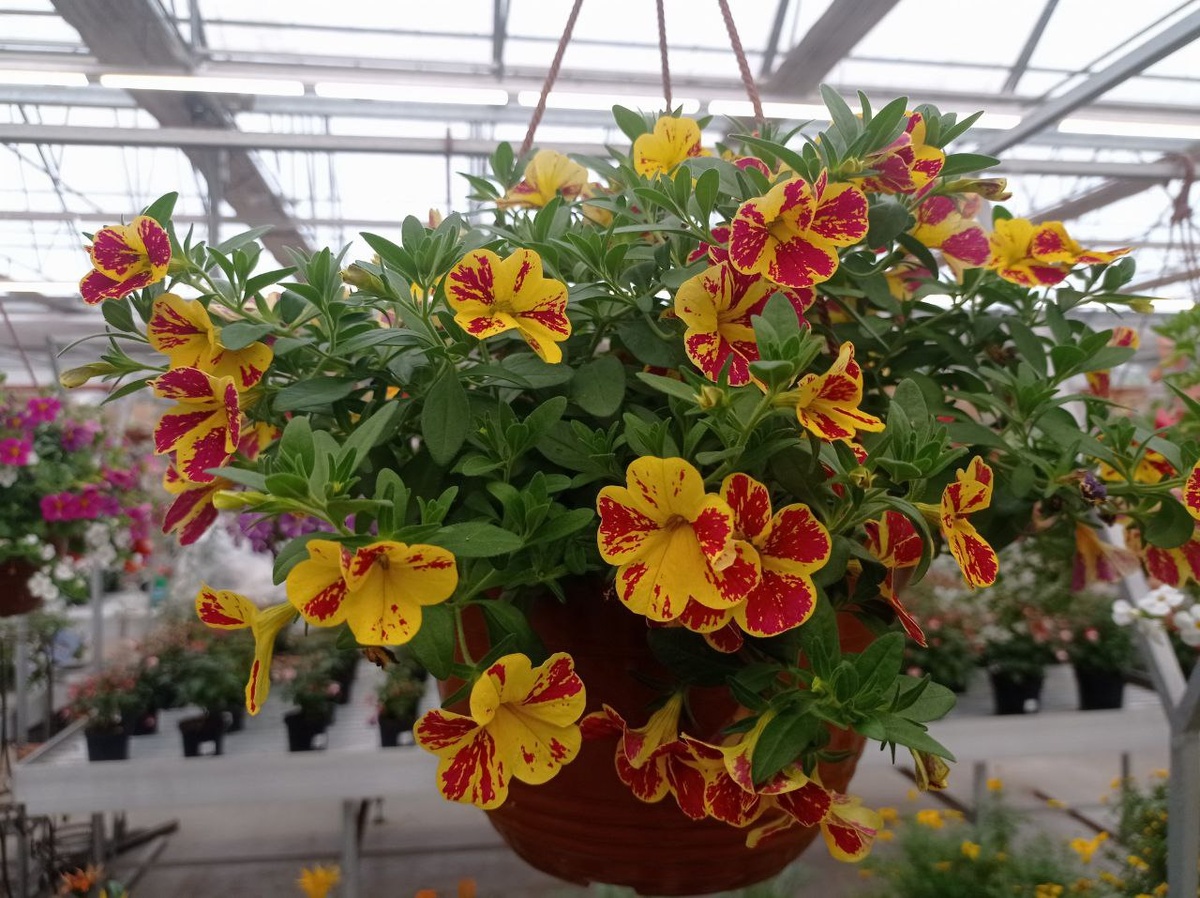 Очень летняя, тёплая  расцветка!