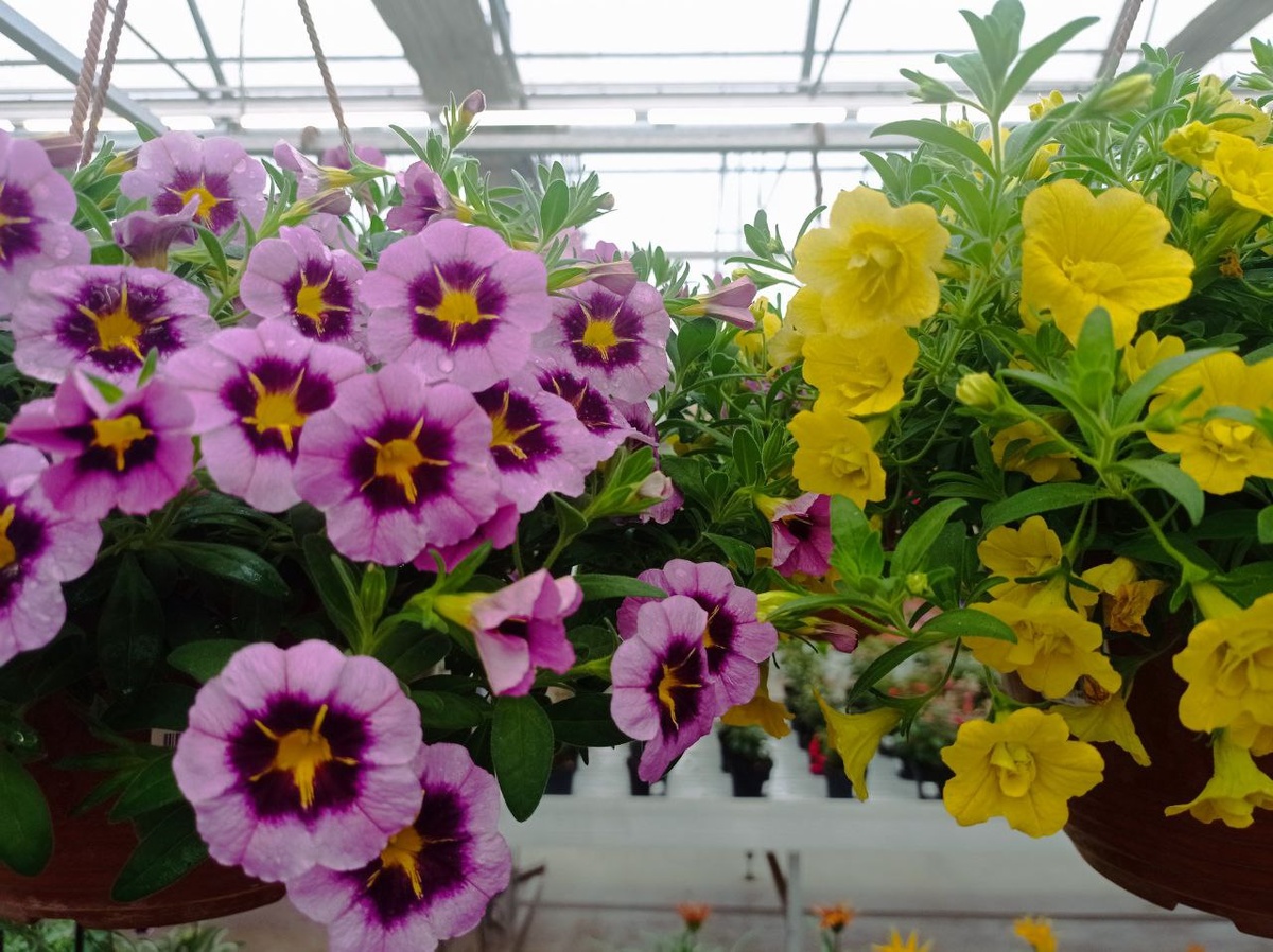  Чем-то зацепило это сочетание )