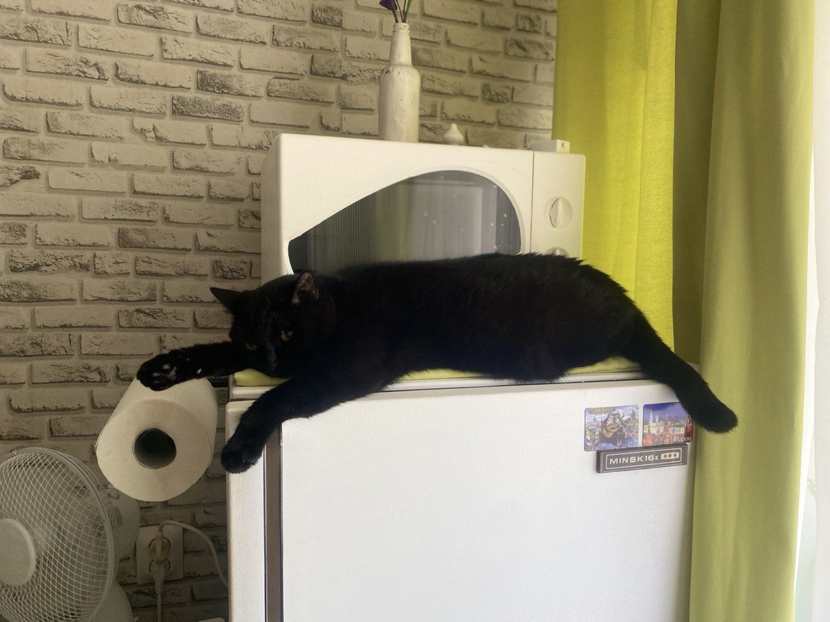 Тайсон лучше всех знает про запахи. Он живёт на холодильнике.