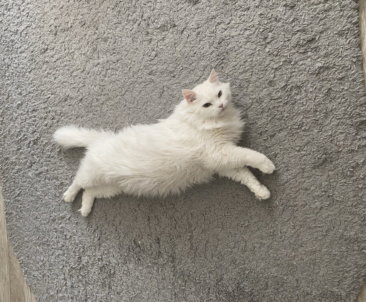 Свен не просто турецкая ангора. Он вынюхивает пыль.