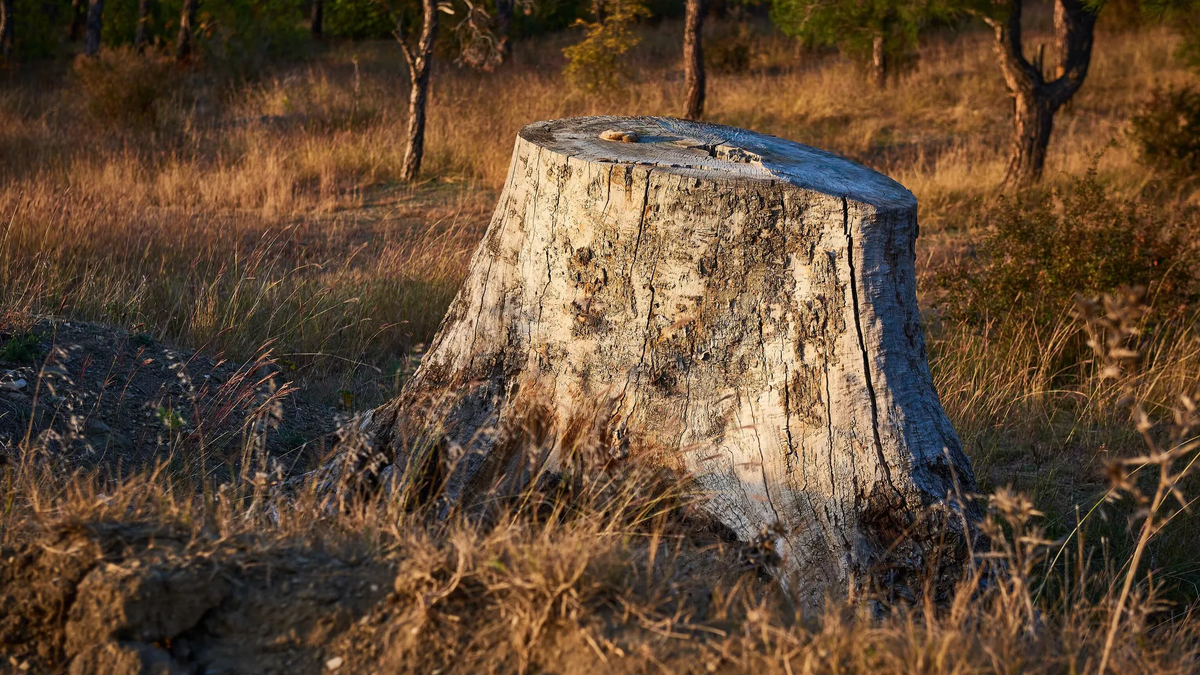 © photo: Sputnik / Stringer