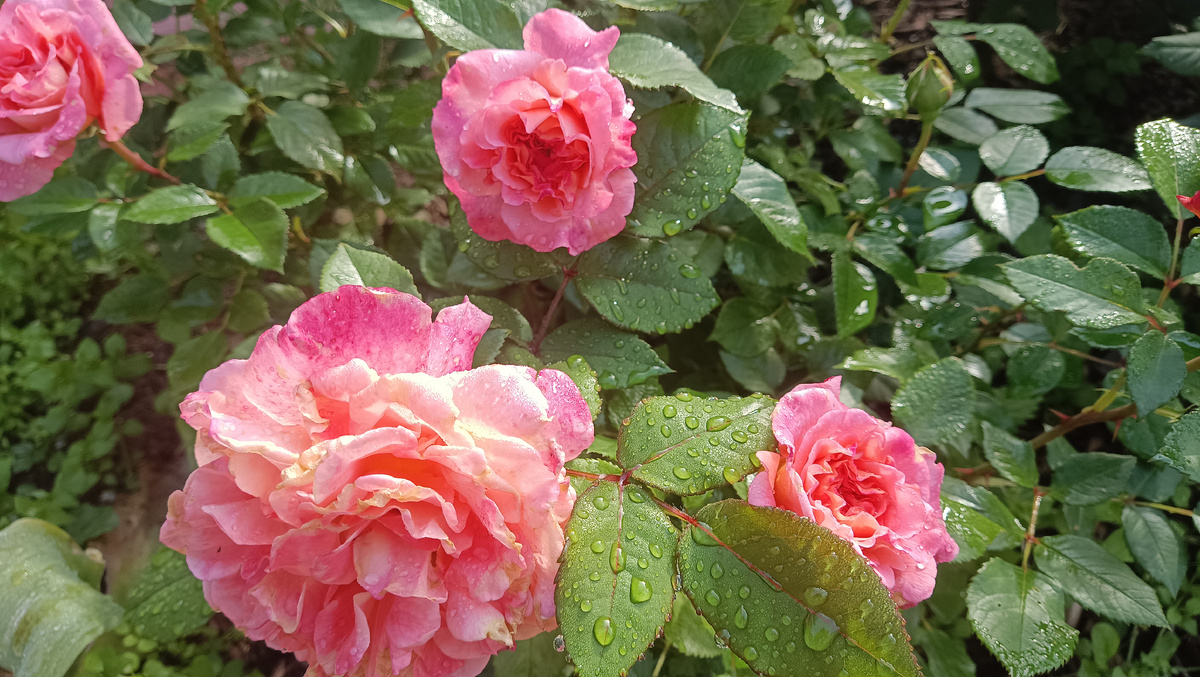 Августа Луиза