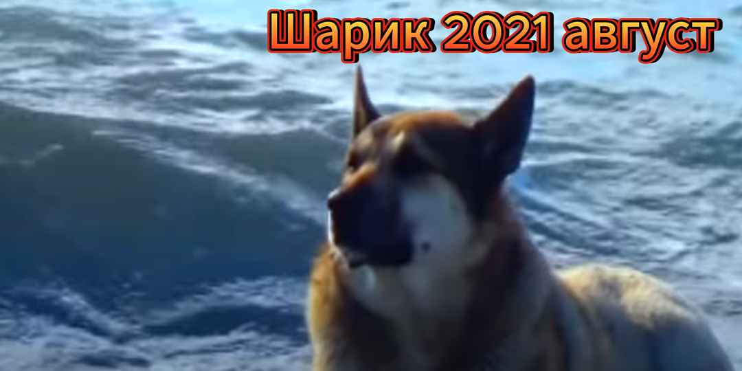 Память о Шарике. Лазаревское Сочи