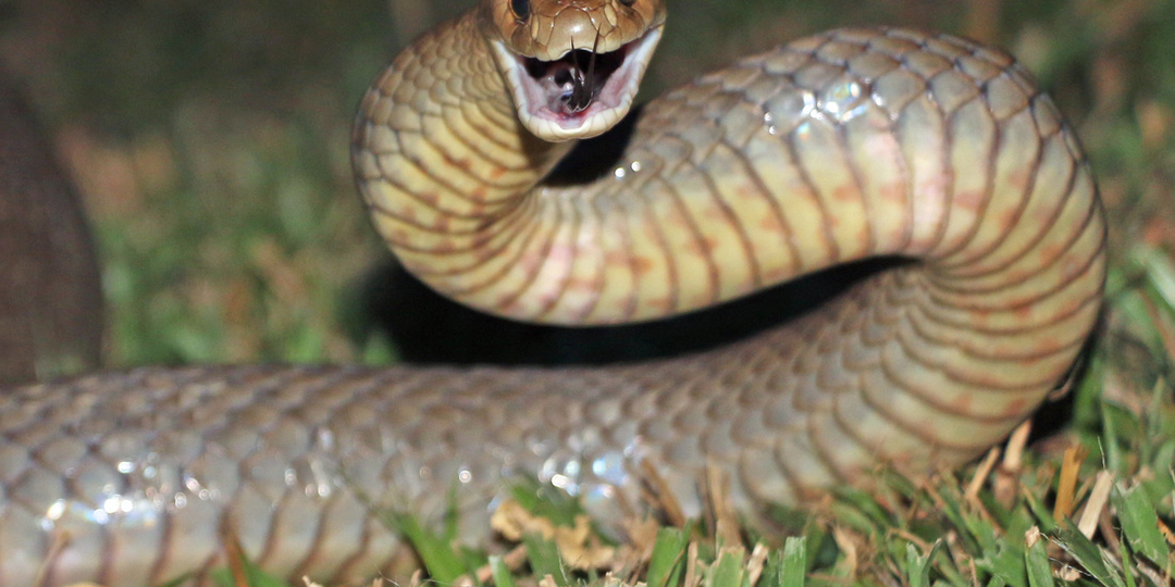 Укусы змей: что нужно знать и как оказать первую помощь?