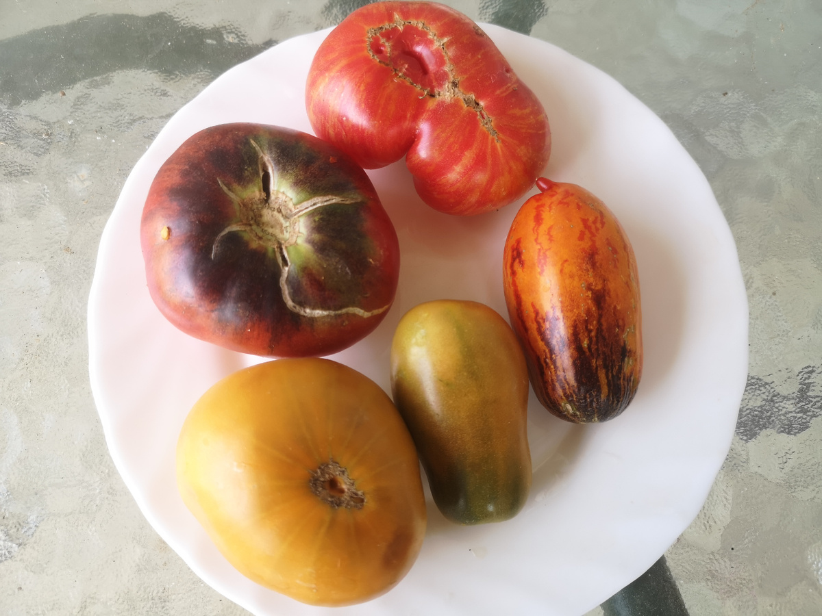 Здесь Глаз тигра, Бой с тенью, Зелёный гном, два остальных уже не узнаю, есть похожие сорта