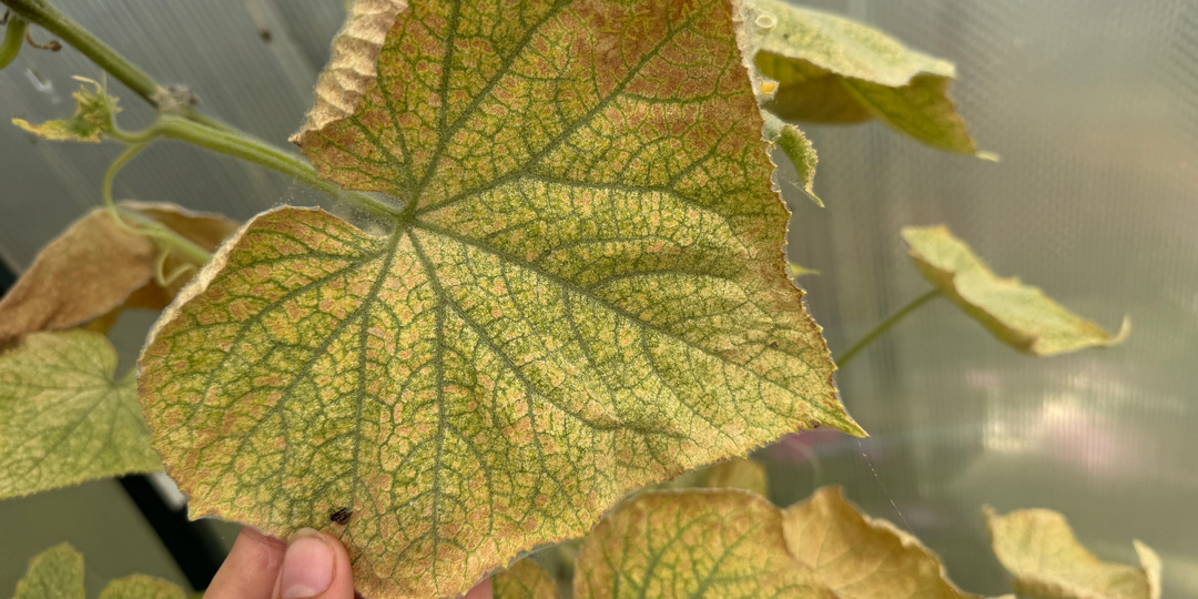Если у огурцов желтеют листья: сделайте так и они сразу позеленеют и активно заплодоносят, дадут много урожая