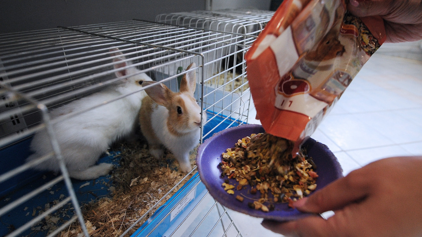    Фото: Сорокин Донат/ТАСС