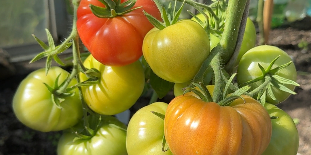 Срочно дайте сахар томатам в августе и урожай ведрами будете собирать до холодов