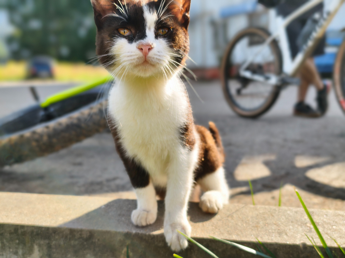 Зверинец в Лосне. Листайте галерею