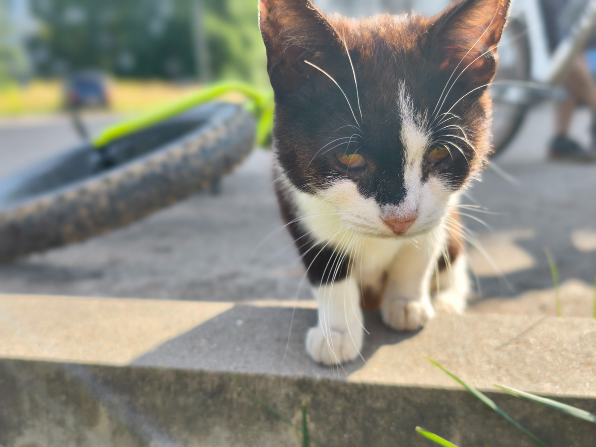 Зверинец в Лосне