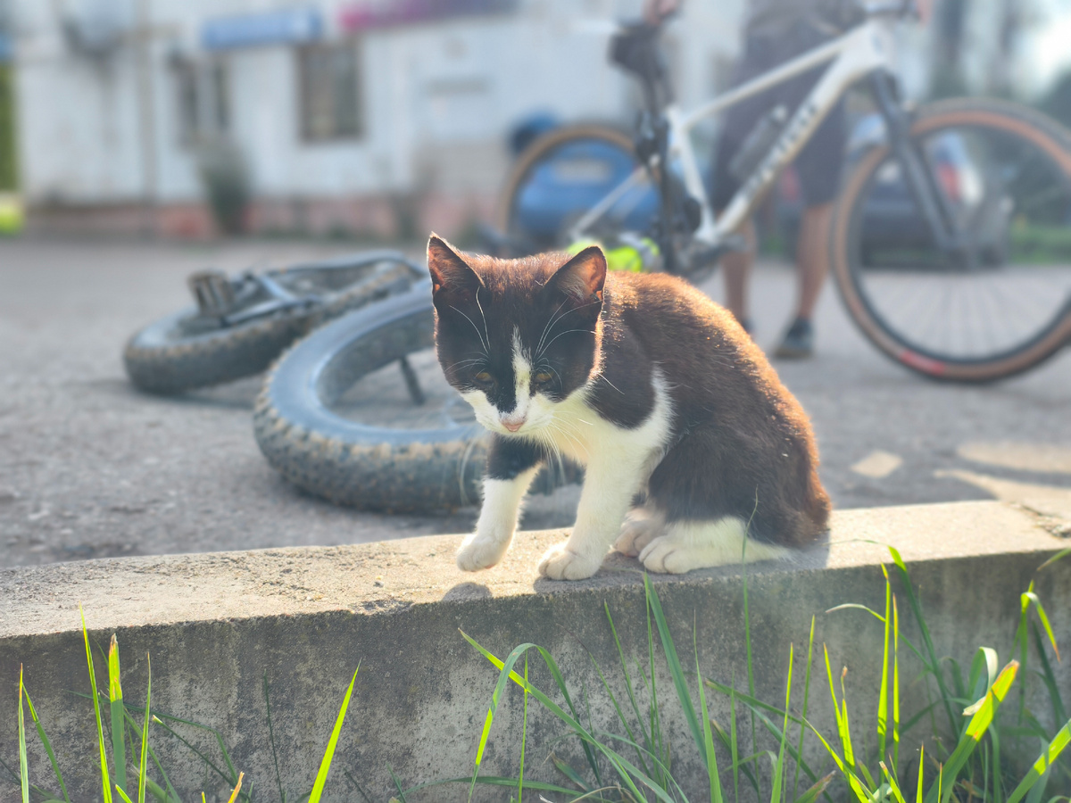 Зверинец в Лосне