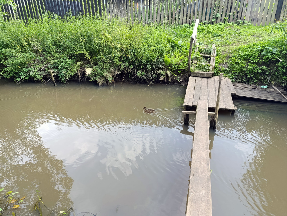 Утки на речке