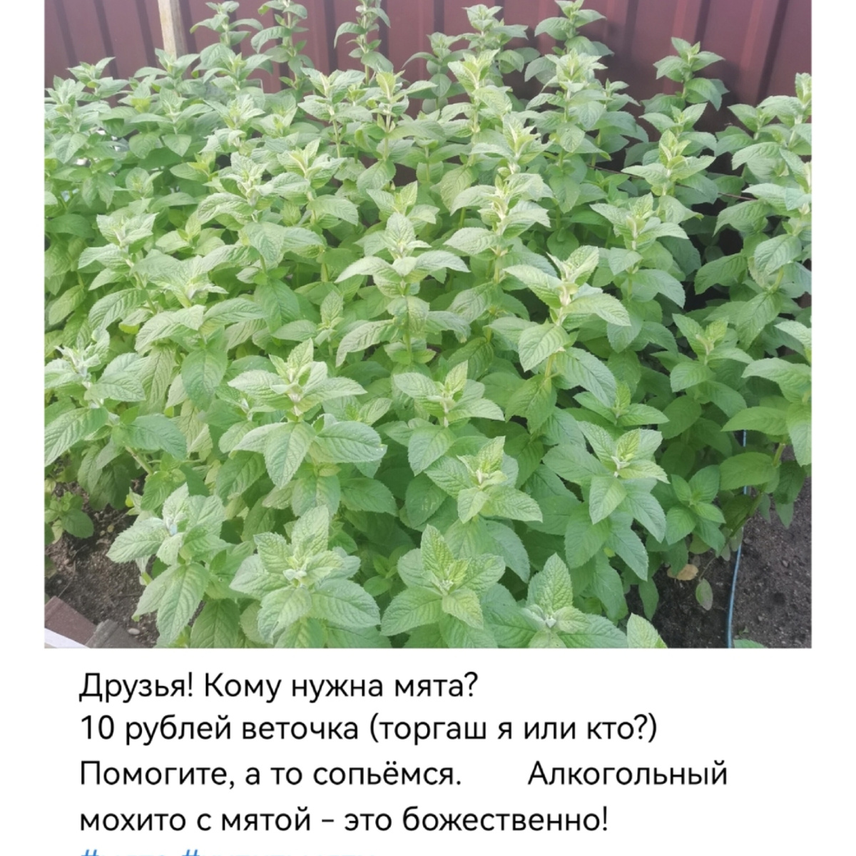 Мохито реально божественный! 