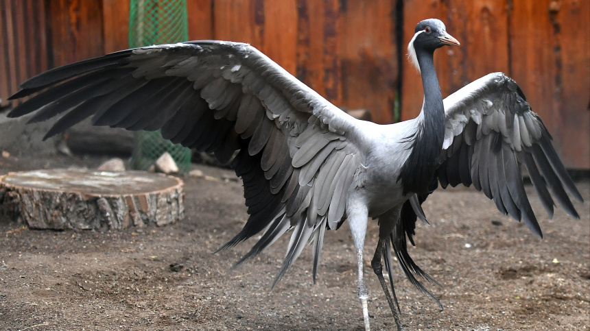    Фото: © РИА Новости/Илья Наймушин