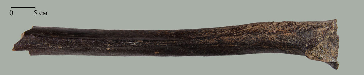 Фрагмент бедренной кости, возраст — 45 000 лет (Источник: https://antropogenez.ru/article/775/;/)