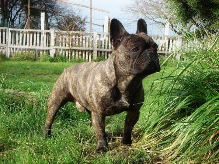 А теперь позвольте познакомить вас с тем, кто разрушил для меня все эти мифы — моим французским бульдогом по имени Марсель.
