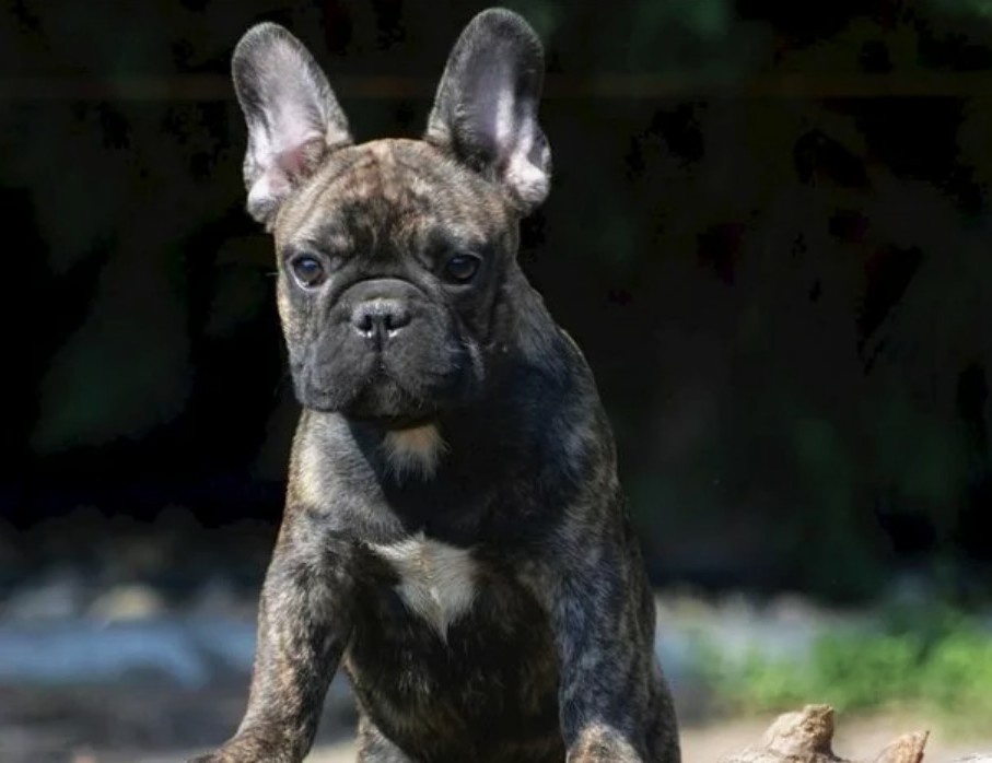 Упёртый? Да. Глупый? Ни в коем случае.
