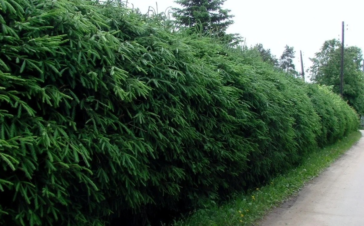 Еловые живые изгороди. не встречала таких в России