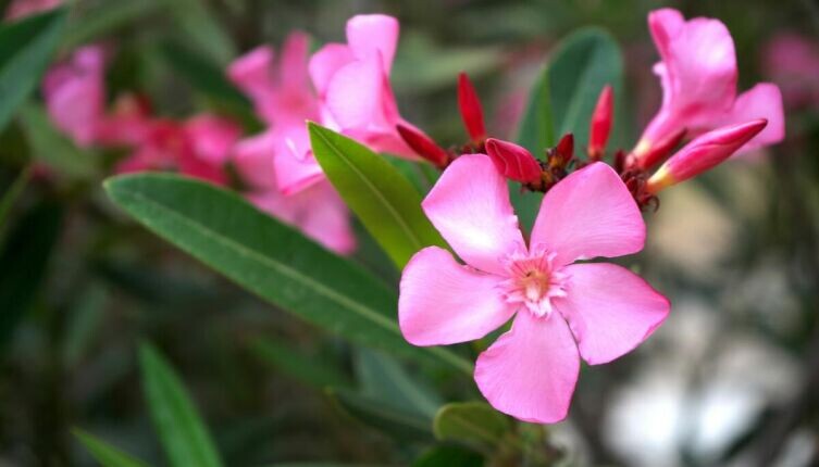     Фото: Tadeusz Zachwieja on Unsplash