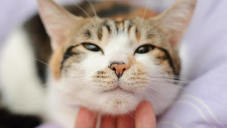     TungCheung Shutterstock.com