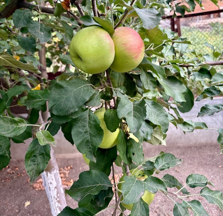    яблоки Алексеева Наталья
