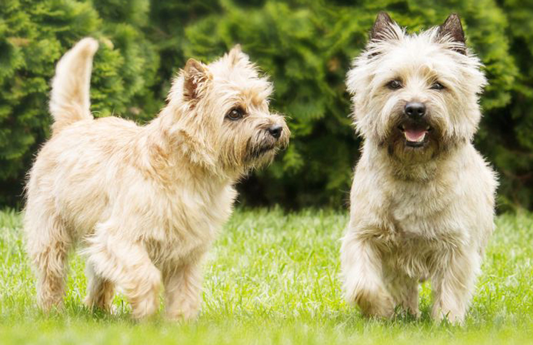 Керн-терьеры (изображение из Интернета)