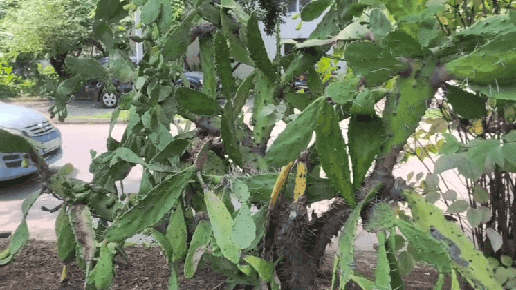 В простонародье — кактус.