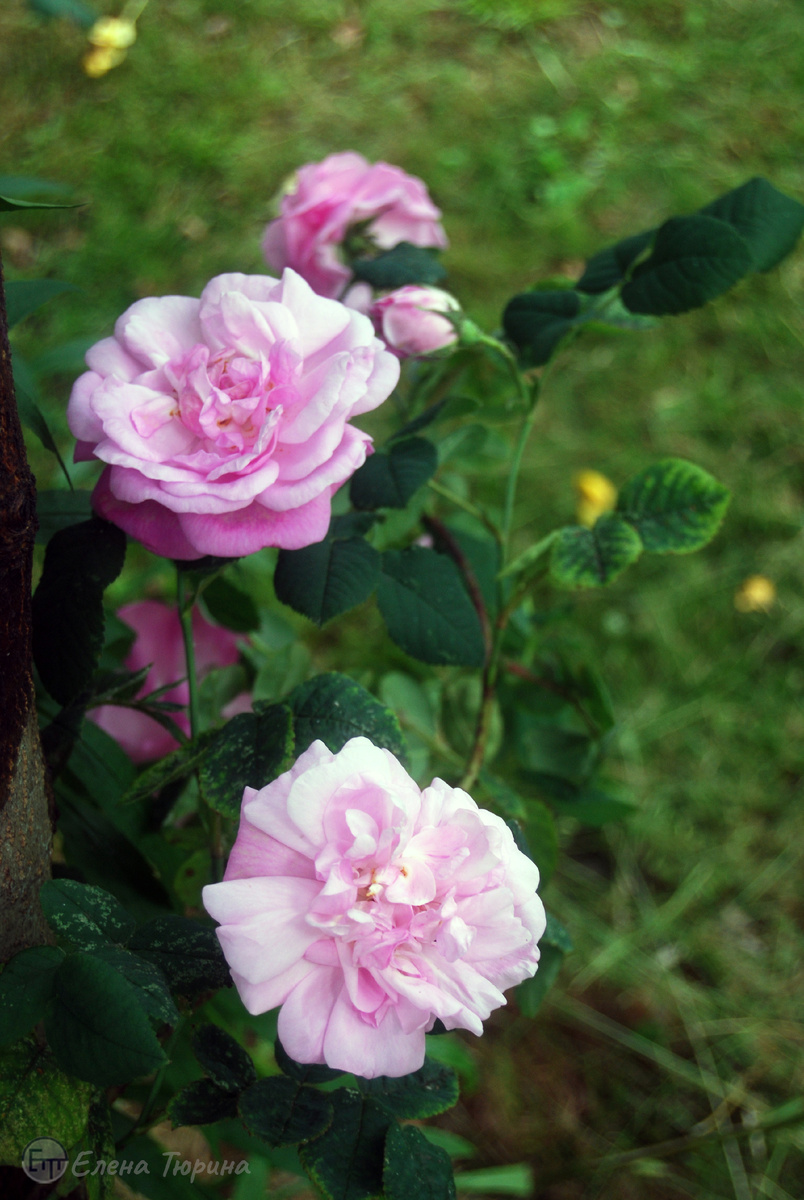 Фото: Елены Тюриной. Чайные розы в саду. 2025 г.