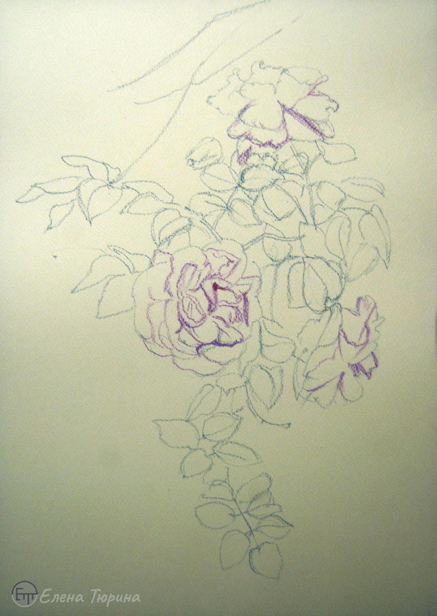 Художник Елена Тюрина. Начальный этап рисования. "Чайная роза". Бумага. Сухая пастель. 2025 г. Размер: 41,8х29,7 см.