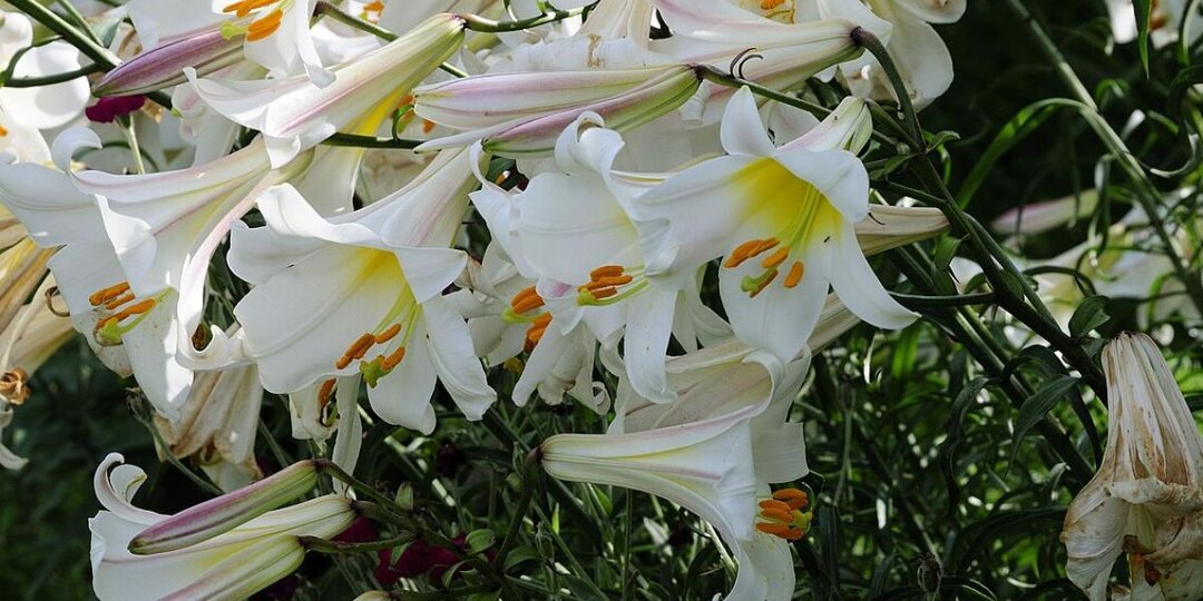 Как обрезать лилии после цветения без вреда для следующего сезона — советы садоводов