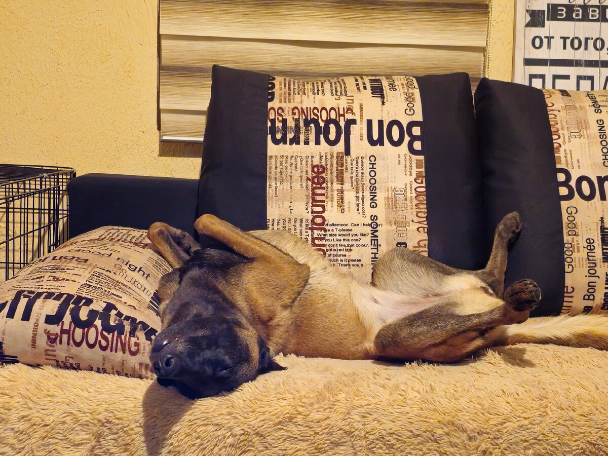 Я всегда знала, что эта собака вынашивает план по свержению меня с позиции вожака... 