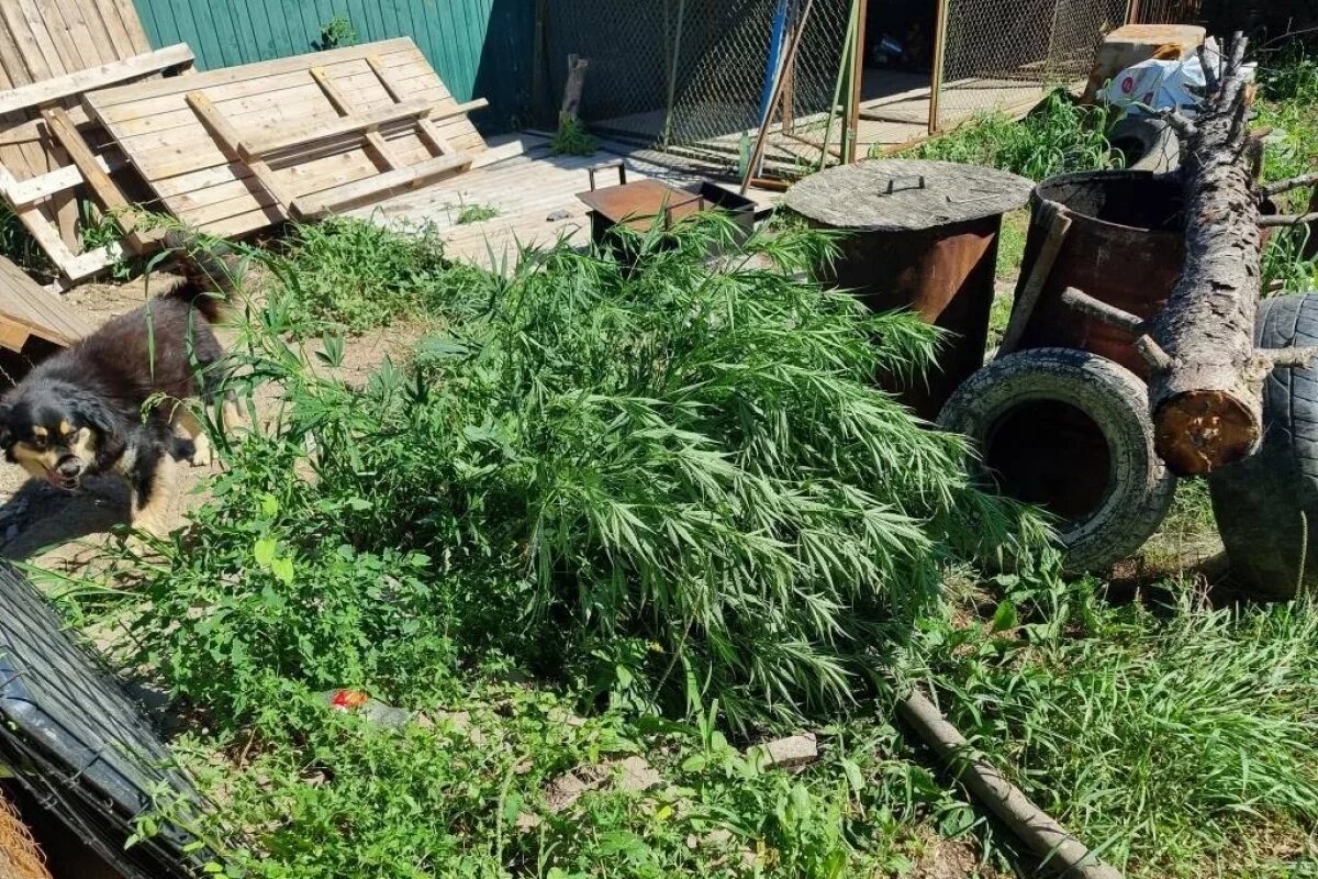   Сразу двоих культиваторов конопли взяли с поличным в сёлах под Хабаровском