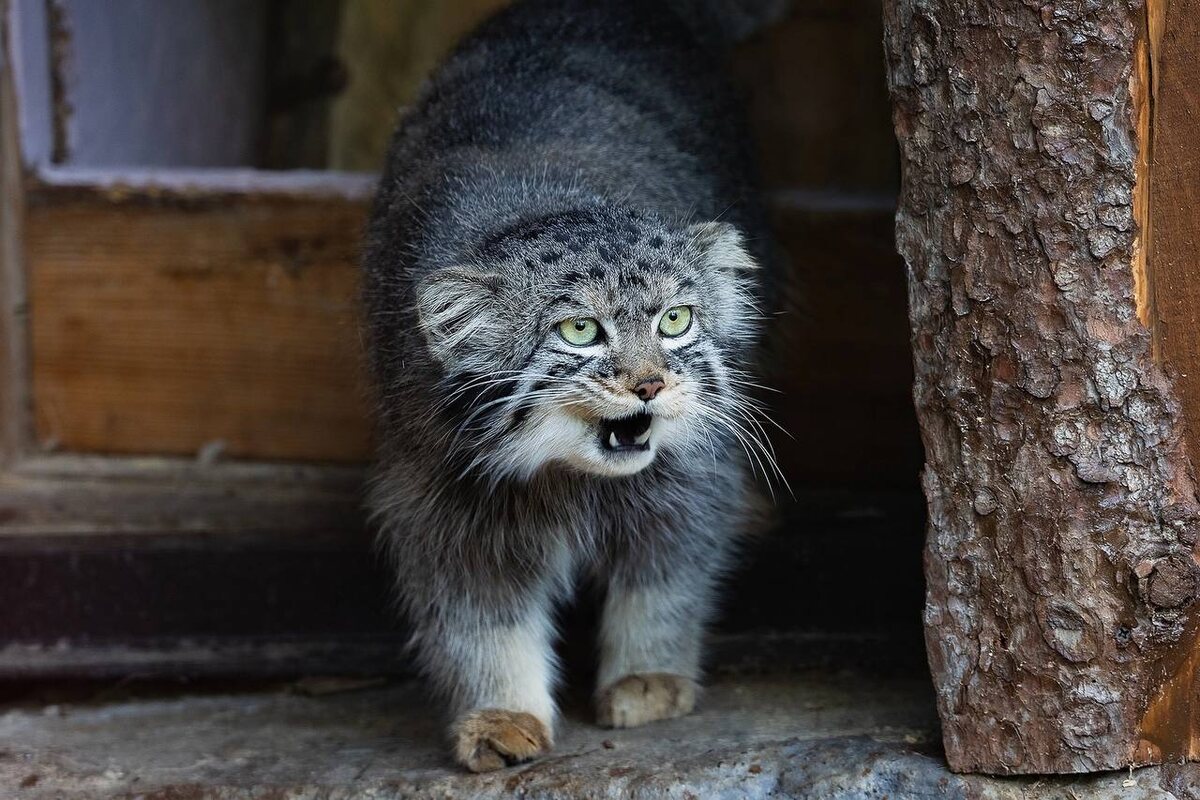    Фото: Парк «Роев ручей» Красноярск