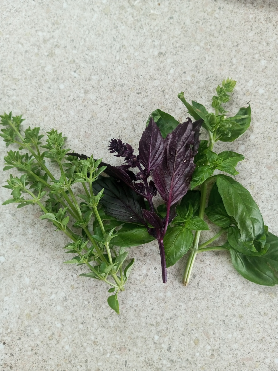 Виды базилика на моих грядках. 