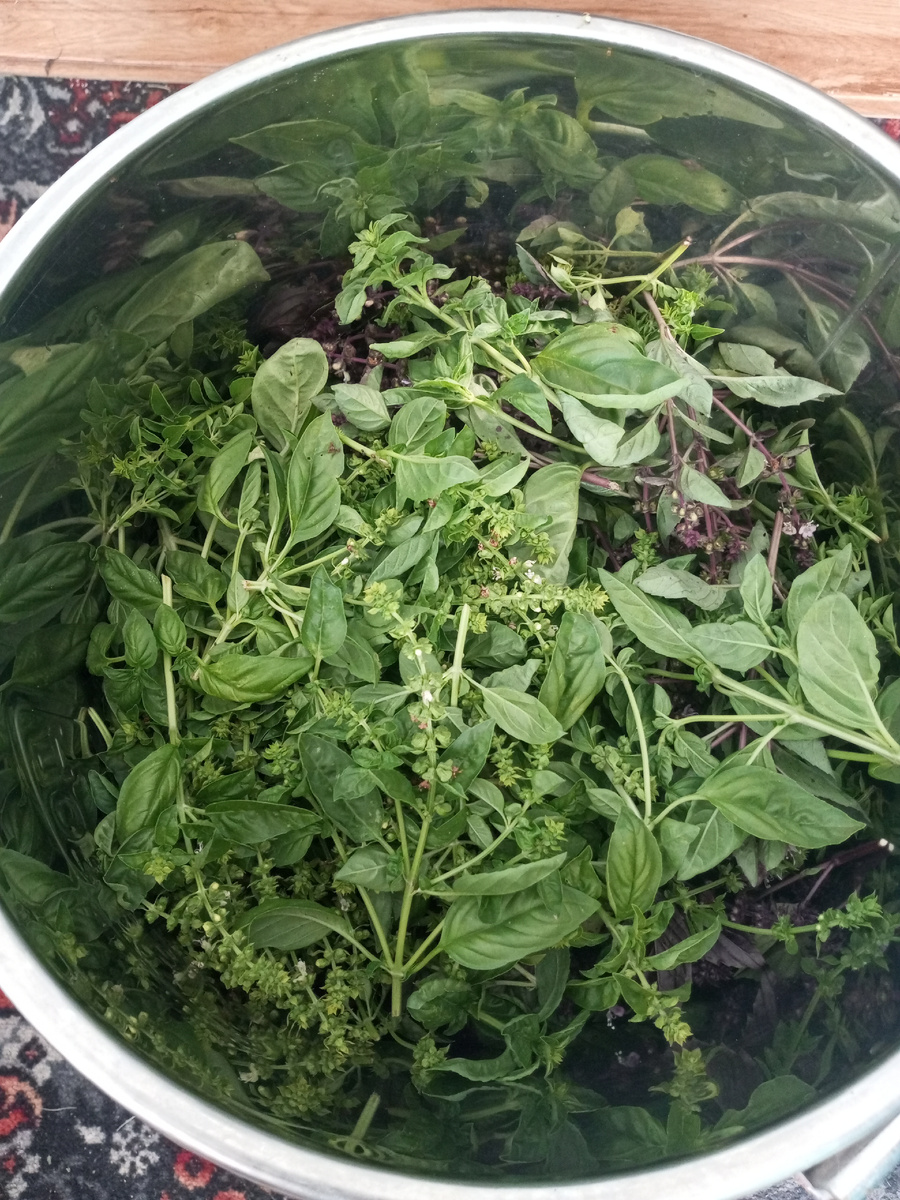 Цветущие макушки базилика. 