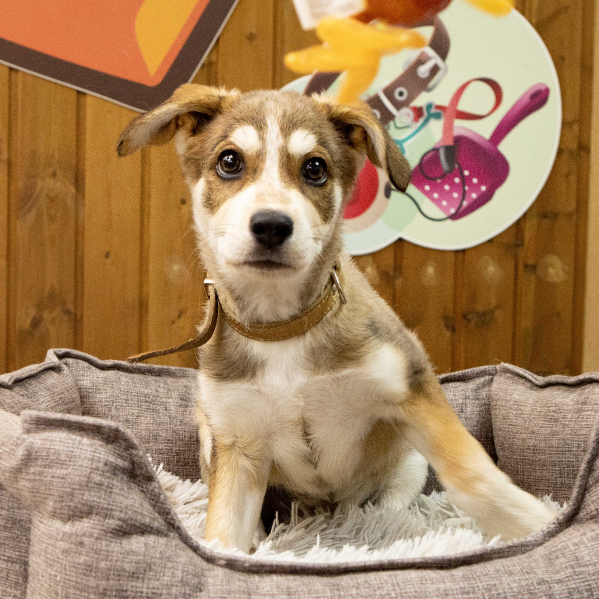 Она доверчива и жизнерадостна, очень смышлёная и легко поддаётся обучению.