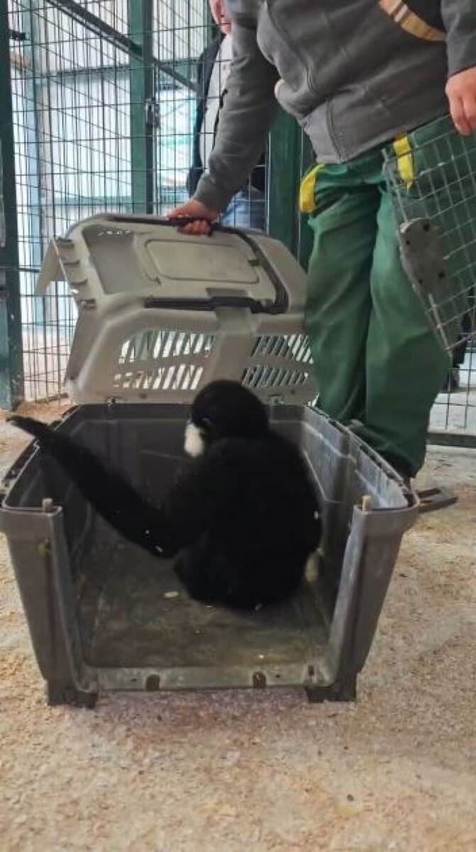    В зоопарке познакомили гиббонов. Источник: Барнаульский зоопарк