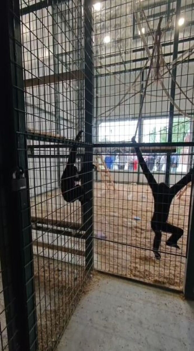    В зоопарке познакомили гиббонов. Источник: Барнаульский зоопарк