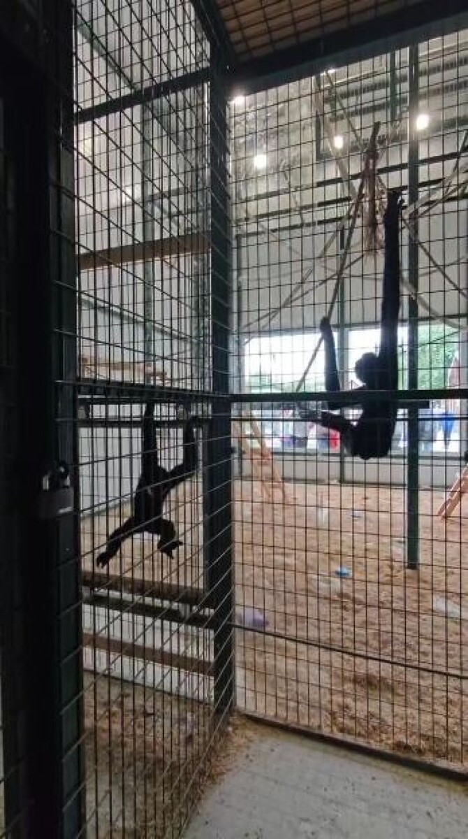    В зоопарке познакомили гиббонов. Источник: Барнаульский зоопарк
